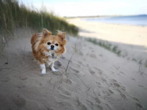Redcar Beach Chihuahua