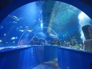 A picture of inside the tunnel of Tynemouth Aquarium.